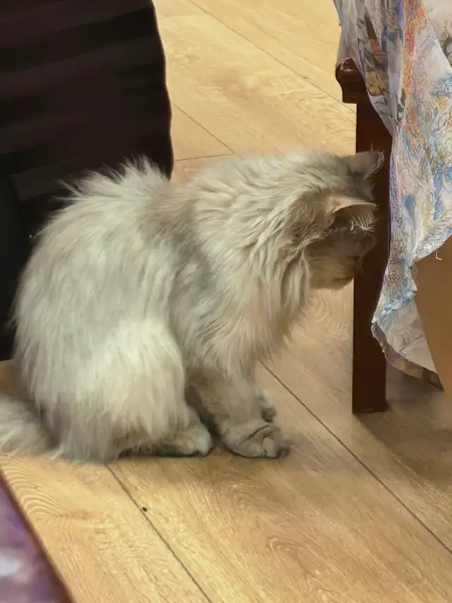 小猫